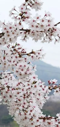 This live phone wallpaper features a close-up of beautiful pink and white cherry blossoms in full bloom on a tree against a green leafy background, creating a natural and tranquil aesthetic