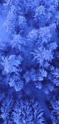 This phone live wallpaper depicts a bird's eye view of a snowy forest, surrounded by a cold blue light and video art effects