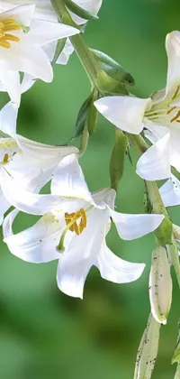 This white flower live wallpaper features lily petals and white horns swaying gently in the breeze