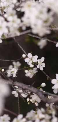 This live wallpaper for your phone showcases a striking image of a tree with white flowers, captured in beautiful detail with intricate plum petals