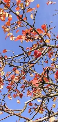 This mobile live wallpaper showcases a vibrant autumn tree with red and yellow leaves set against a blue sky backdrop