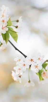 This phone live wallpaper features a branch adorned with white flowers and green leaves, set against a backdrop of ethereal nature scenery