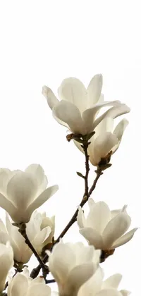 This phone live wallpaper features a beautiful group of white magnolia flowers on top of a tree