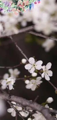 This phone live wallpaper depicts a beautiful bird perched on a plum tree branch, with a background photograph of a white flower