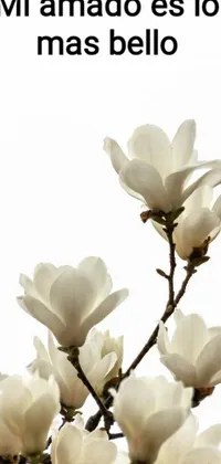 This live wallpaper features a tranquil scene of white flowers resting on top of a tree's softly shadowed branches, gently swayed by a soothing breeze against a pure white background