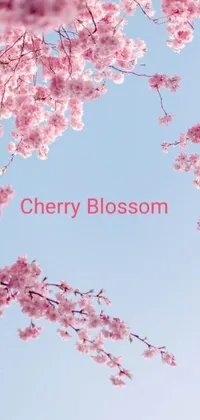 Elevate your smartphone's look with an exquisite live wallpaper of a cherry blossom tree under a blue sky background