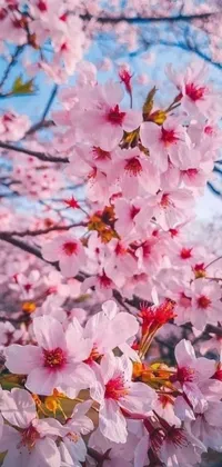 Looking for a beautiful live wallpaper to spruce up your phone? Check out this stunning close-up of blooming flowers on a tree! The picture features delicate pink petals and green leaves against a blue sky, creating a soothing and energizing effect