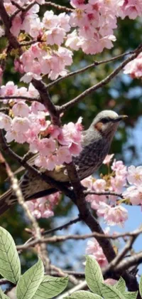 This serene live wallpaper features a charming bird perched on a cherry tree branch in the midst of a beautiful flower bed in bustling Tokyo