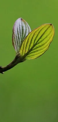 This phone live wallpaper features a stunning close-up of a leaf on a tree branch in green and yellow tones