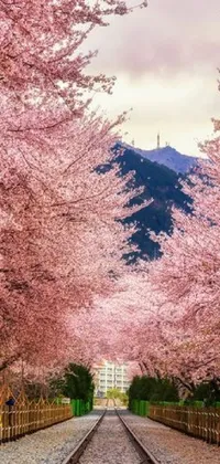 This cherry blossom train track phone live wallpaper captures the tranquil beauty of the season's infamous pink blooms