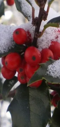 This phone live wallpaper features a close-up shot of vibrant red berries on a snow-covered tree