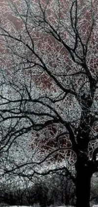 This phone live wallpaper features a black and white photo of a snow-covered tree with red vorticism-style webs overlaid on top
