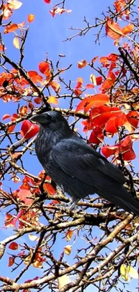 This phone live wallpaper showcases a beautiful black bird perched on a tree branch amidst fall foliage