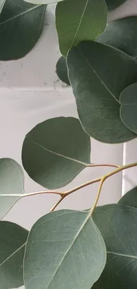 Transform your phone into a serene haven with this beautiful live wallpaper featuring a stunning close up of green leaves