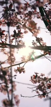 This live phone wallpaper showcases the beauty of nature through a sunlit cherry tree