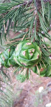 Experience the natural beauty of Yellowstone with this stunning phone live wallpaper capturing a close-up view of pine cones on a tree