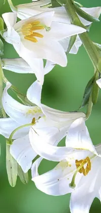 This phone live wallpaper showcases a stunning close-up of white lily flowers in digital rendering