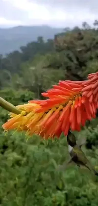 This phone live wallpaper showcases a picturesque mountainous area with rare flora featuring vibrant orange flowers with long petals and colorful bromeliads and orchids in the background