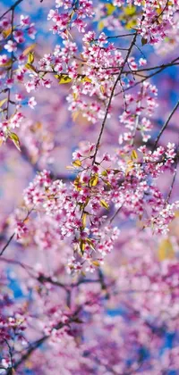 This phone live wallpaper showcases a beautiful close-up of cherry blossom trees with vibrant pink flowers that add a calming and serene touch to your mobile device