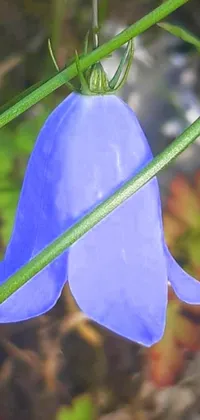 This phone live wallpaper features a beautiful blue flower on a plant with a blue witch hat and bells in an art nouveau style