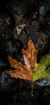 This live wallpaper showcases a beautiful digital depiction of an autumnal leaf resting on top of rocks in warm colors
