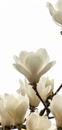 Transform your phone with this stunning live wallpaper featuring a group of white flowers atop a tree with a white background
