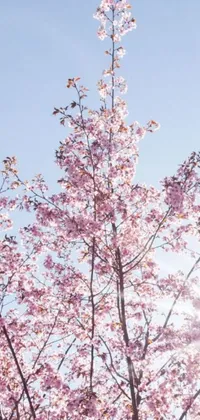 This stunning live wallpaper features a picturesque tree adorned with pink sakura blossoms standing against a blue sky with a glowing sun flare