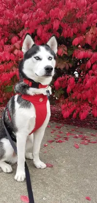This stunning Phone Live Wallpaper showcases a black and white dog adorned in a red harness, set against the backdrop of a beautiful autumn landscape