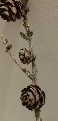 Flower Plant Tree Live Wallpaper