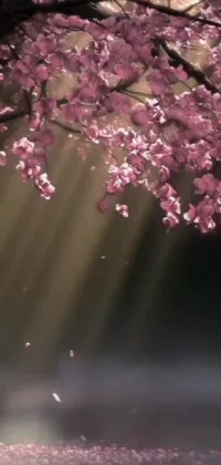This phone live wallpaper features a calming image of a person sitting on a bench under a tree amidst falling pink petals