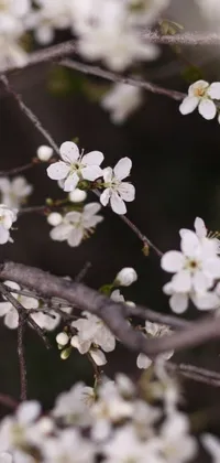 This phone live wallpaper showcases a vibrant close-up of a tree with white flowers against a sunny backdrop