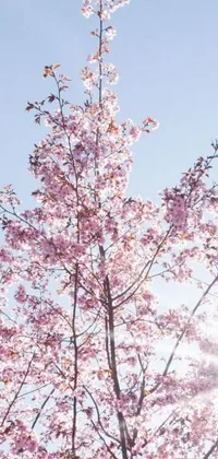 Experience the stunning beauty of nature with this phone live wallpaper featuring an aesthetically composed tree adorned with pink flowers set against a vivid blue sky