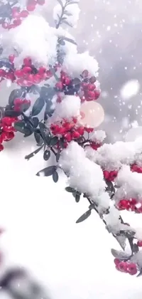 This live wallpaper for your phone beautifully captures the essence of winter with a branch adorned with red berries and a layer of snow