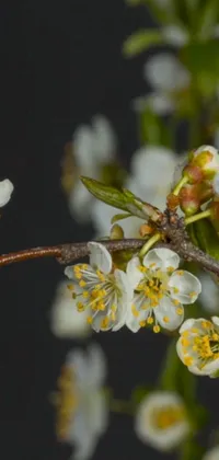 This stunning live wallpaper features a close-up of white flowers on a tree branch