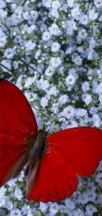 This live wallpaper showcases a stunning red butterfly resting on a bed of white flowers