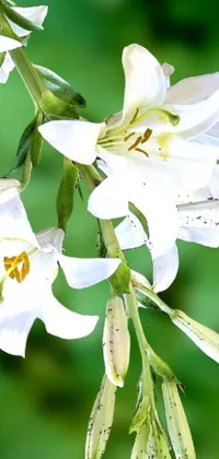 This live wallpaper features a stunning close up view of beautiful white flowers with delicate lily petals
