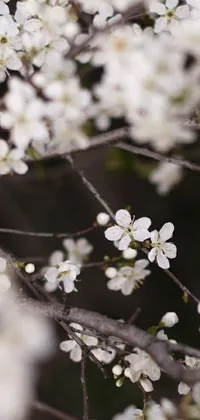 This live phone wallpaper depicts a beautiful tree branch adorned with delicate white flowers