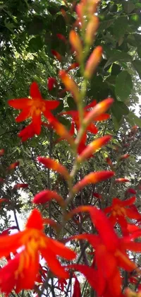 This phone live wallpaper showcases a red-flowered plant in glorious detail