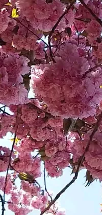 Add a touch of spring to your phone with this stunning live wallpaper! Featuring an arrangement of pink flowers in full bloom on a tree, this high-quality image captures the essence of spring