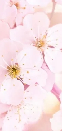 This phone live wallpaper features a beautiful close-up view of pink flowers, presumably cherry blossoms, arranged in an intricate pattern against a soft pink background
