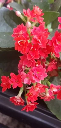 Get a unique and charming touch on your phone screen with this live wallpaper featuring a potted plant with red flowers