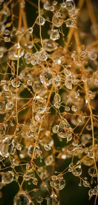 This Phone Live Wallpaper features a macro photograph of water droplets on top of a plant, with scattered golden flakes and an intricate crystal jelly ornate adding detailed texture