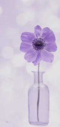 This live wallpaper features a stunning purple anemone flower in a minimalist glass vase