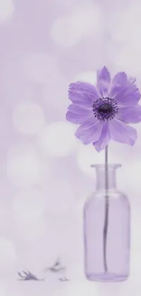 sfh Live Wallpaper