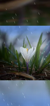 This mobile live wallpaper features a stunning photograph of a white iris flower sitting atop a lush grassy field, captured in mesmerizing detail by a skilled photographer