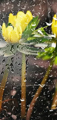 Flower Plant Water Live Wallpaper