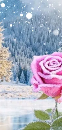This live wallpaper presents a charming pink rose on a frozen lake surrounded by trees and a star-filled sky