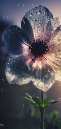 This phone live wallpaper features a beautiful image of a flower with water droplets on it
