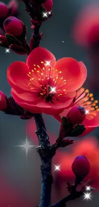 Flower Plant Water Live Wallpaper