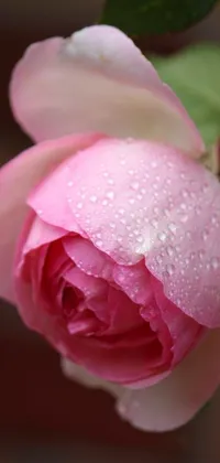 This beautiful pink rose live wallpaper showcases the delicate petals of a flower with water droplets gleaming on it